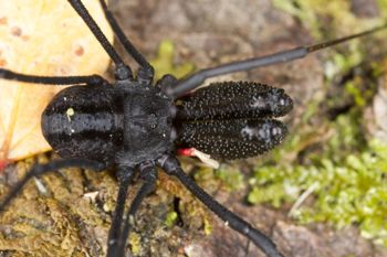 Media type: image; Invertebrate Zoology 29274